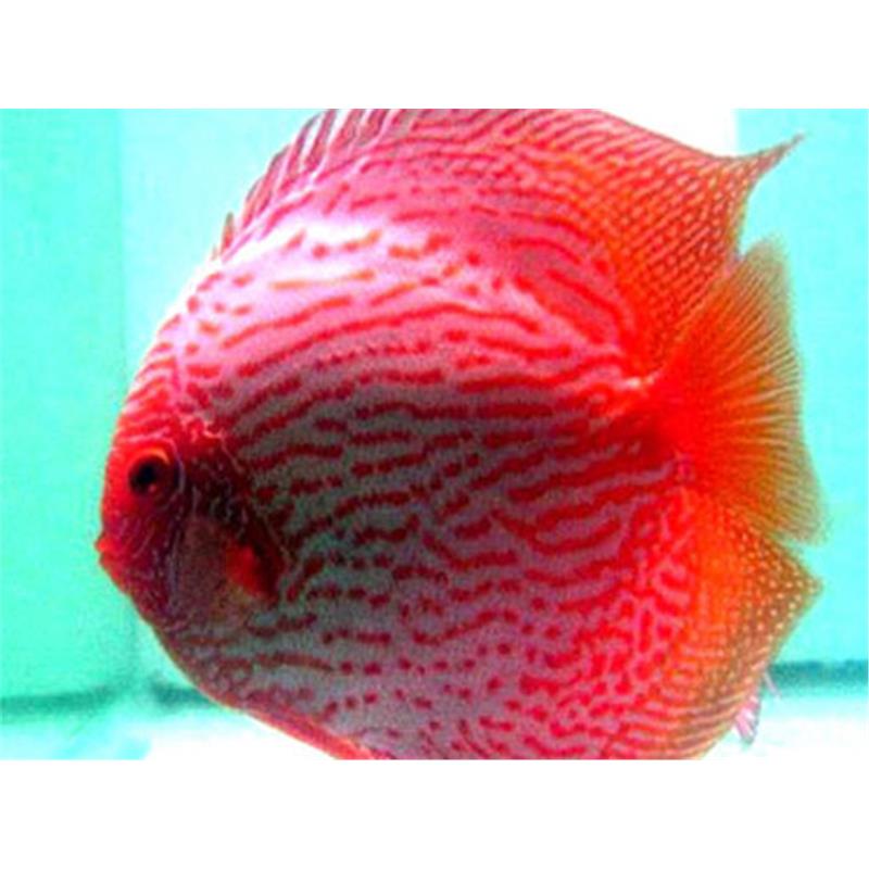 Symphysodon pigeon blood - imagine 3